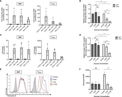 Distinct Bioenergetic Features of Human Invariant Natural Killer T Cells Enable Retained Functions in Nutrient-Deprived States